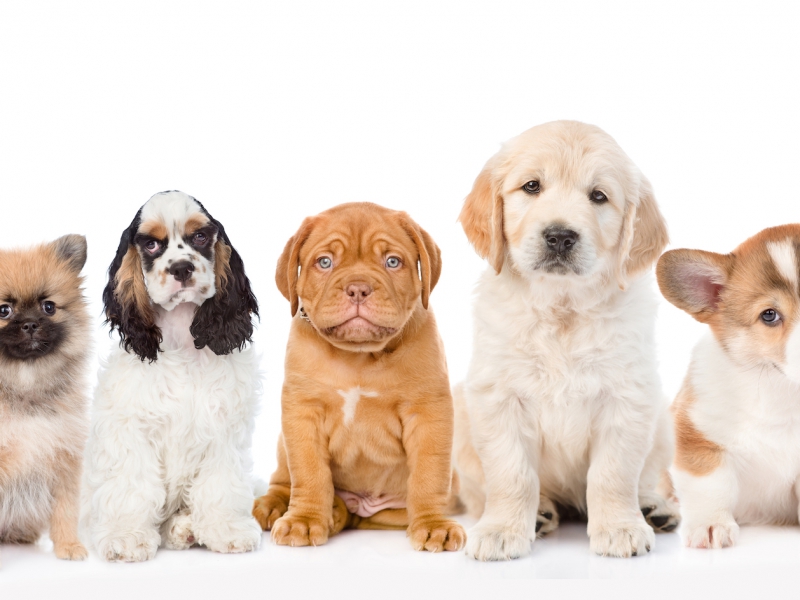 What Breed Of Dog Is Best For Your Family?