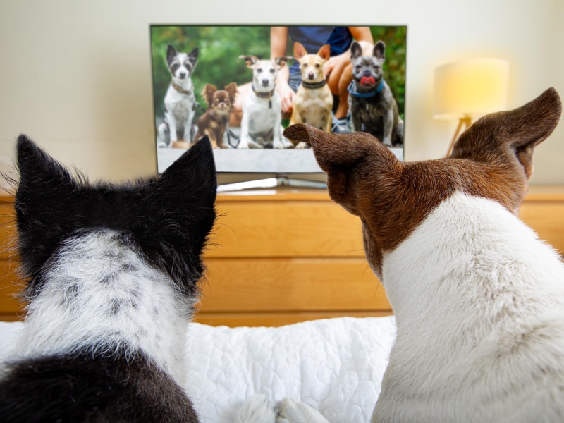 Are TV Dog Trainers As Effective As They May Seem?