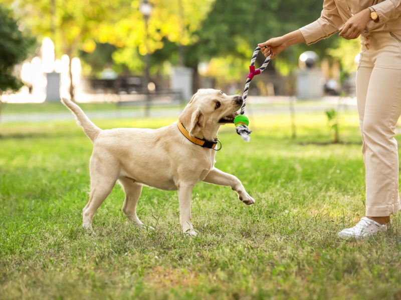 How to play with your dog