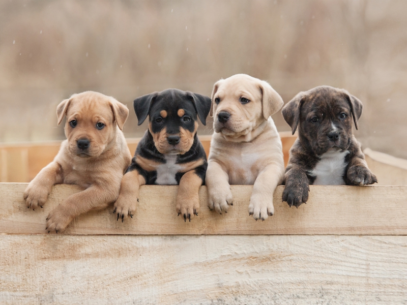 How To Start Puppy Training