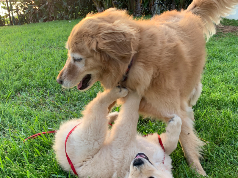 Introducing a new puppy to your older dog.