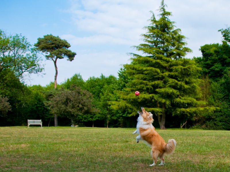 Playing Fetch With Your Dog - is it a Good or a Bad Thing?