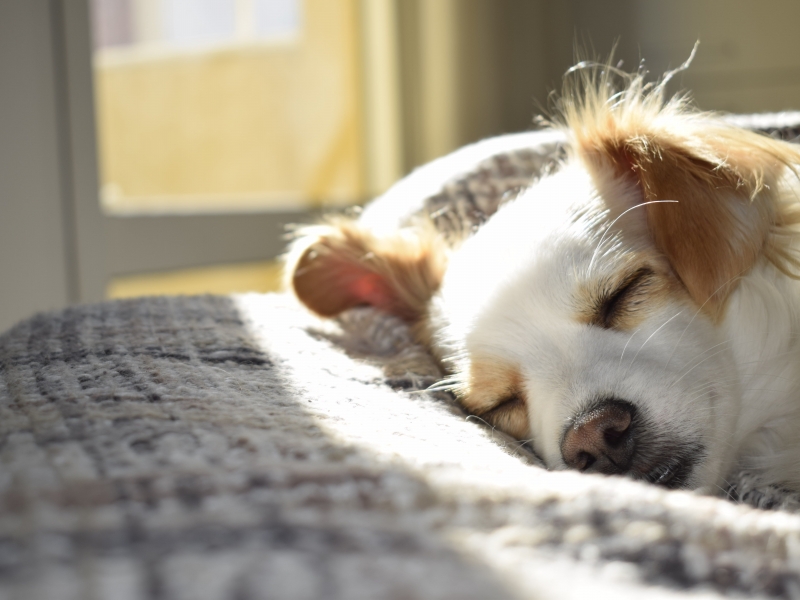 How to calm an excitable dog